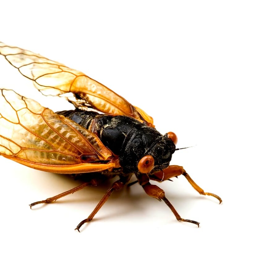3D Cicada