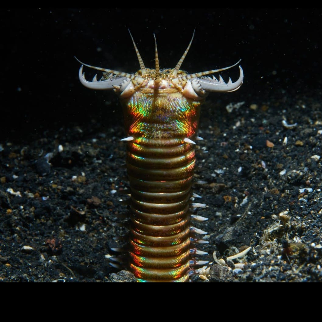 2B Bobbit Worm