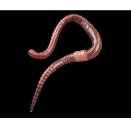 5E Earth Worm