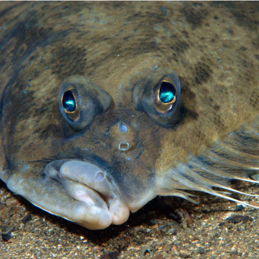 6F Flounder