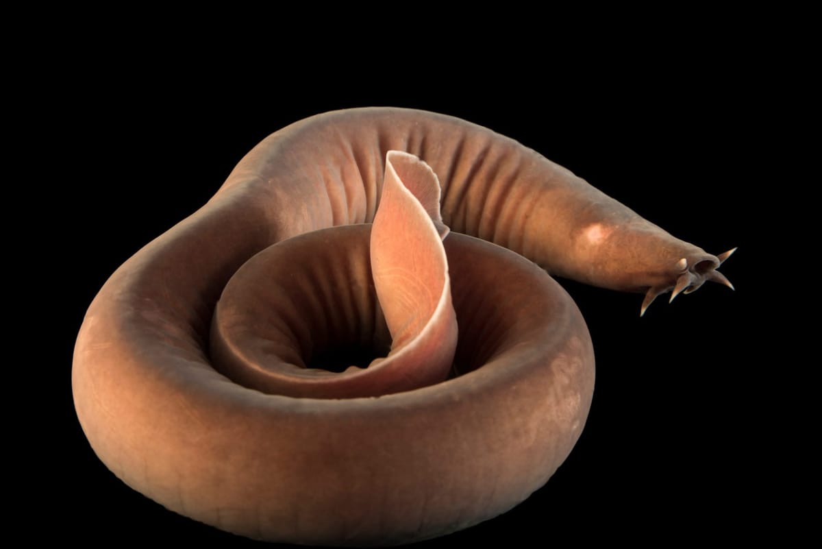 8H Hagfish